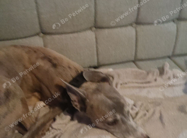 8yo whippet
