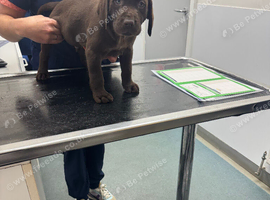 Pedigree Chocolate Labrador bitch 11weeks old