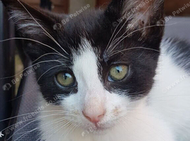 11‑week‑old male kitten &mdash; ready now &mdash; litter trained &mdash; &pound;40