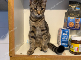 Kitten looking for a loving home