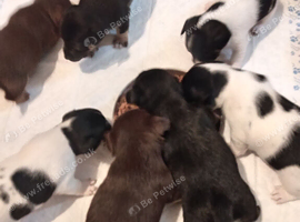 Jack russlle pups for sale