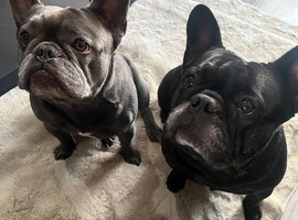 Two Frenchies Charlie and Rocky