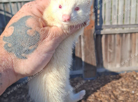 Ferret kits ready now