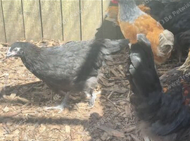 Young Black copper marans