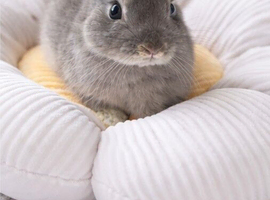 Netherland dwarf bunny