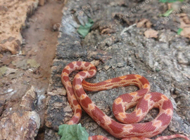 Corn Snakes at Birmingham Reptiles