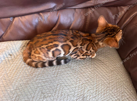 Bengal kittens