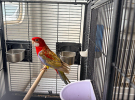 Bird for sale