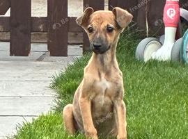 Whippet girl