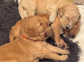 8 beautiful Goldendoodle puppies
