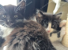 Mixed breed kittens 8 weeks old