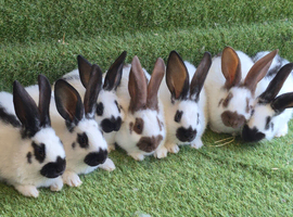 Continental Giants / Papillon Giants