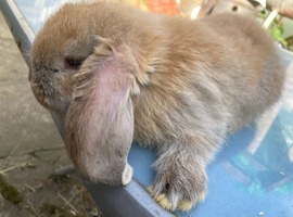 French Lop for sale in London