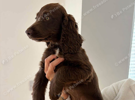 Kc reg cocker spaniel pups