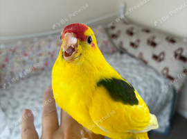 Silly tame hand reared kakariki