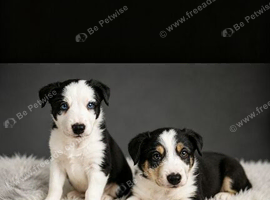Beautiful border collie puppies