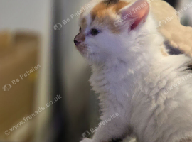 White ginger and bronze fluffy girl