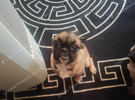 Pug cross Frenchie