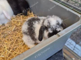 9 Week Old Mini Lop Male