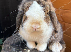 Mini lop girls and boy