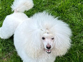 Kc reg Toy poodle for stud