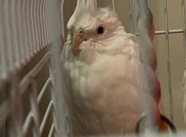 Semi tamed albino cockatiel bird