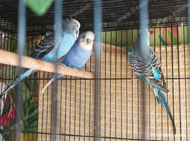 Available Budgie Birds beautiful 7 x MALES and 2 x FEMALES so 9 x birds for &pound;225 as a group