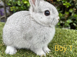 Baby Netherland dwarf rabbits ready to leave