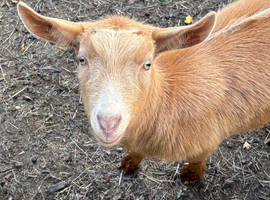Golden Guernsey wethers x 5