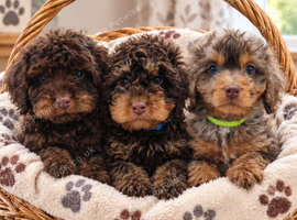 Cockapoo puppies PRA CLEAR