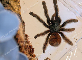 C. Versicolour with Enclosure