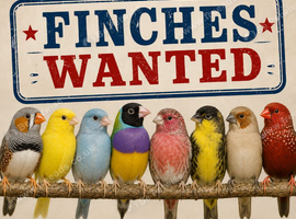 ALL TYPES OF FINCHES WANTED