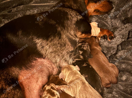 Miniature daschund x5