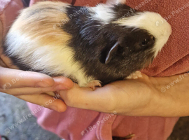 Baby guinea-pigs ready now Teddy male ready now
