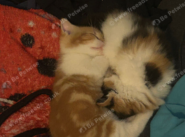 2 ginger and white kittens (last 2)