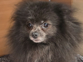 Blue adult female pomeranian