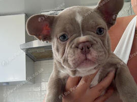 PUPPIES READY TO GO NOW