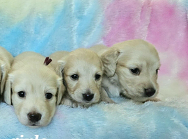 Clear cream long haired mini dachshunds