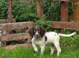 English Springer Spaniel puppies