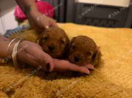Stunning 100% tiny toy poodles