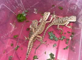 Baby bearded dragons for sale