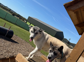 American Akita for re-homing