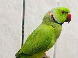Male Ringneck  parrot available