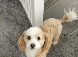 Beautiful Poochon