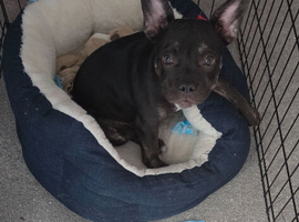 18 weeks Frenchie x micro bully female