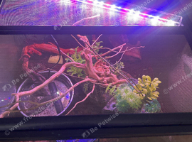 3 vampire crabs + set up