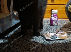 4 year old female cat