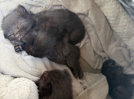 Kittens for sale