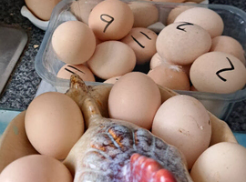 Pekin bantams hatching eggs small breed