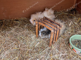 Baby guinea pigs